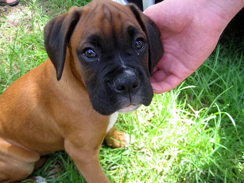 Beagle Deutscher Boxer
