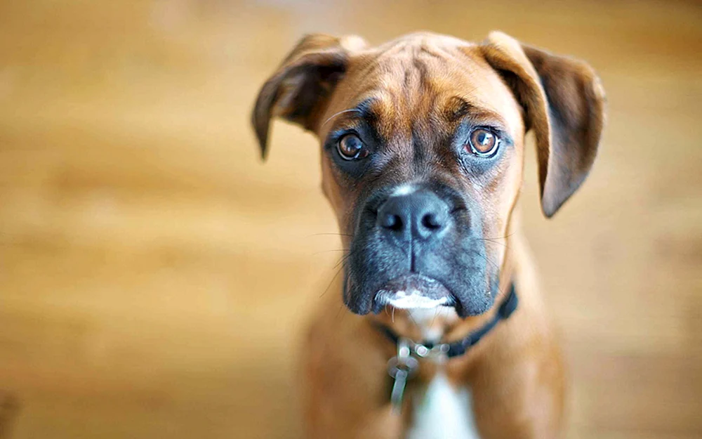 Boxerhunderasse