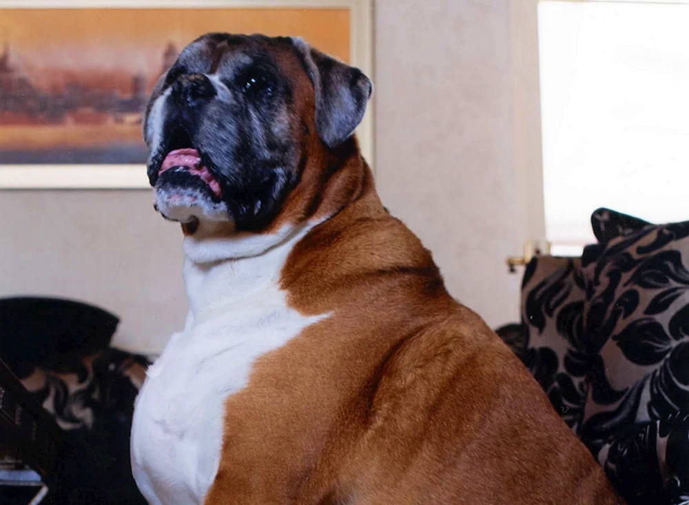 Amerikanische Bulldogge