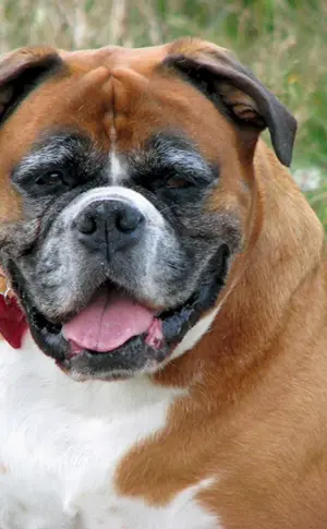 Boxer