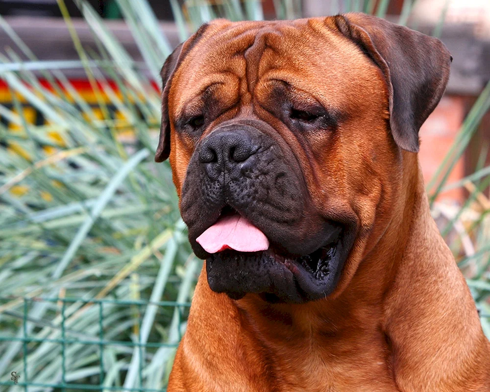 Boxer Hunderasse