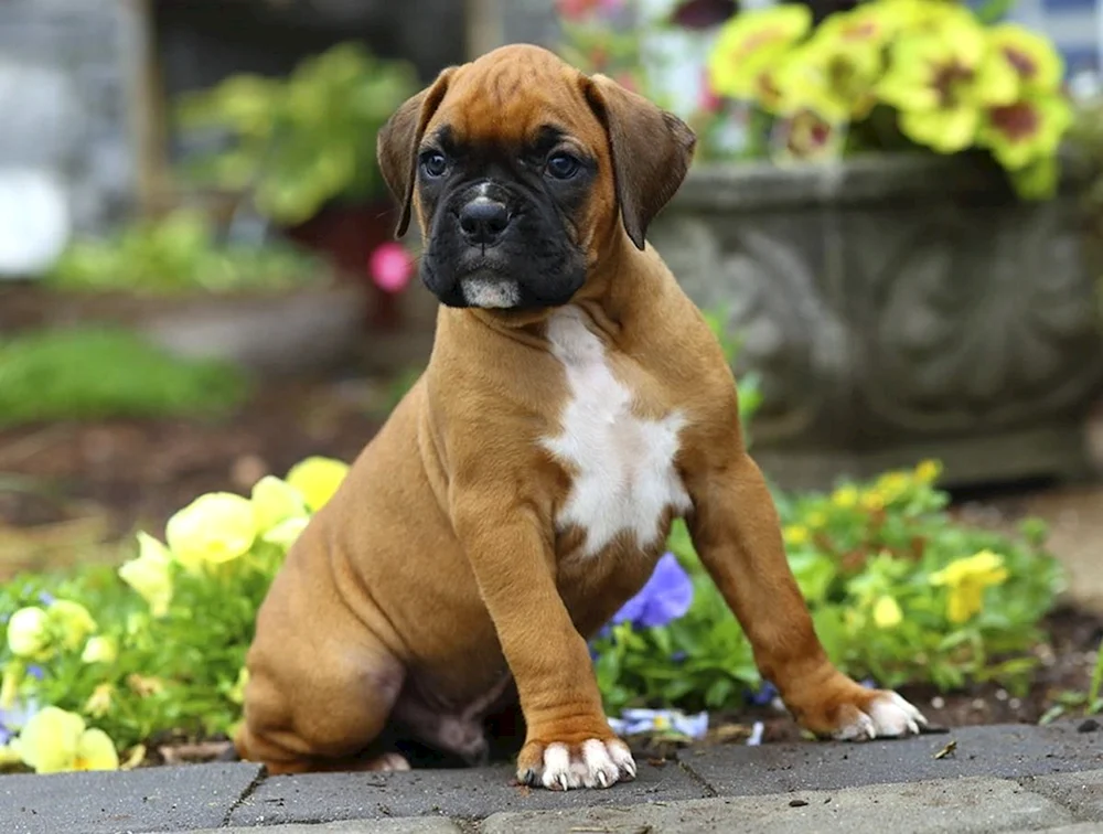 Boxer Hund Rasse