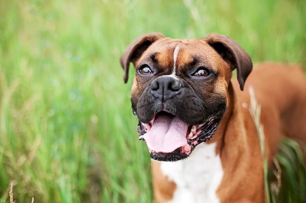 Boxer Hunderasse