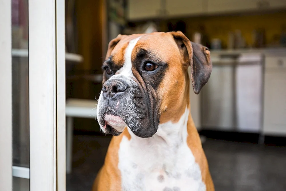 Bulldogge Deutsch und Boxer