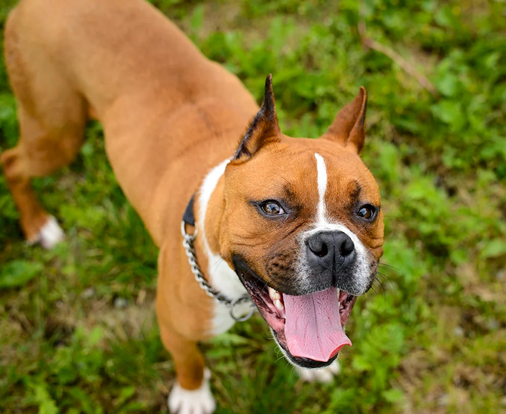 Boxer Hunderasse