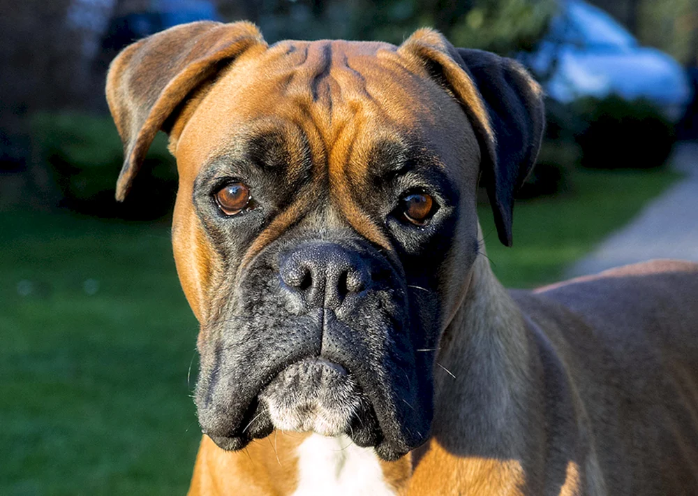 Belgische Bulldogge