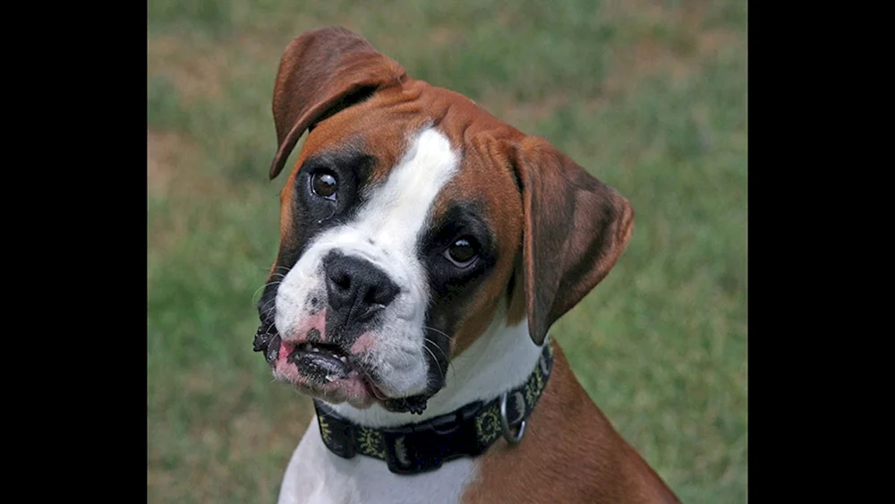 Rasse. Boxer