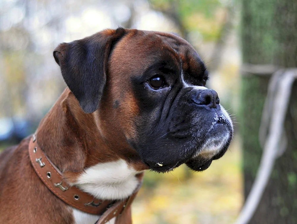 Rasse Boxer