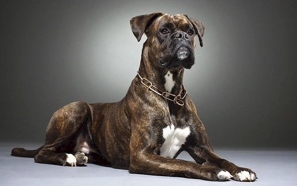 Rasse Boxer