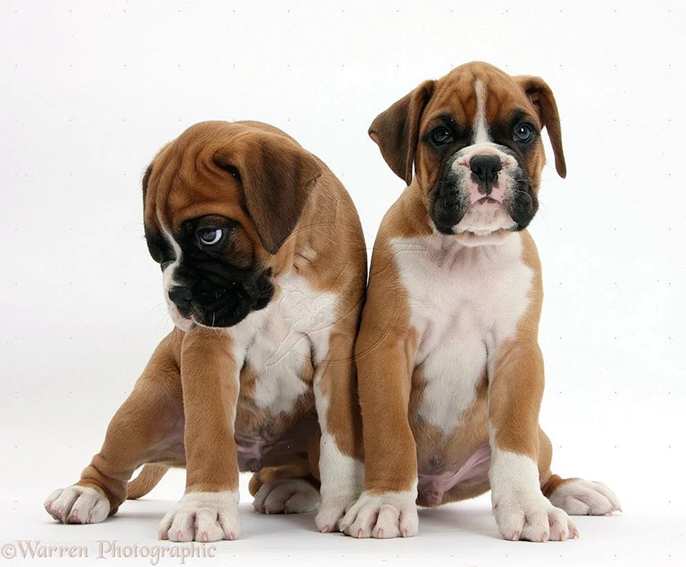 Boxer Hund Rasse