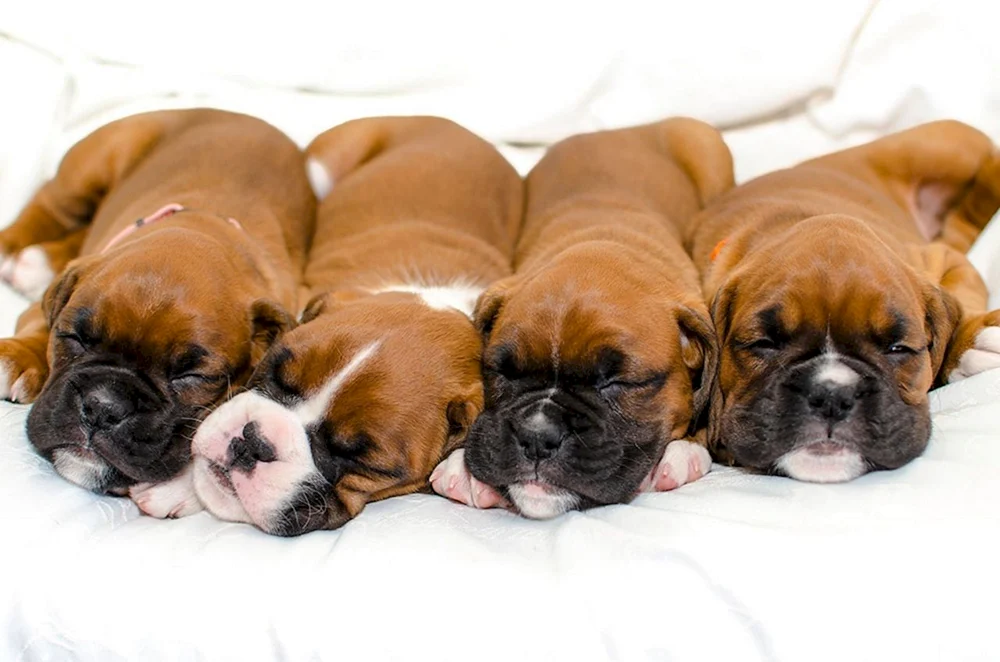 Boxer Hund Rasse