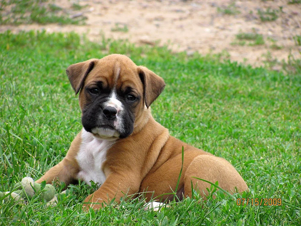 Boxer Hund Rasse