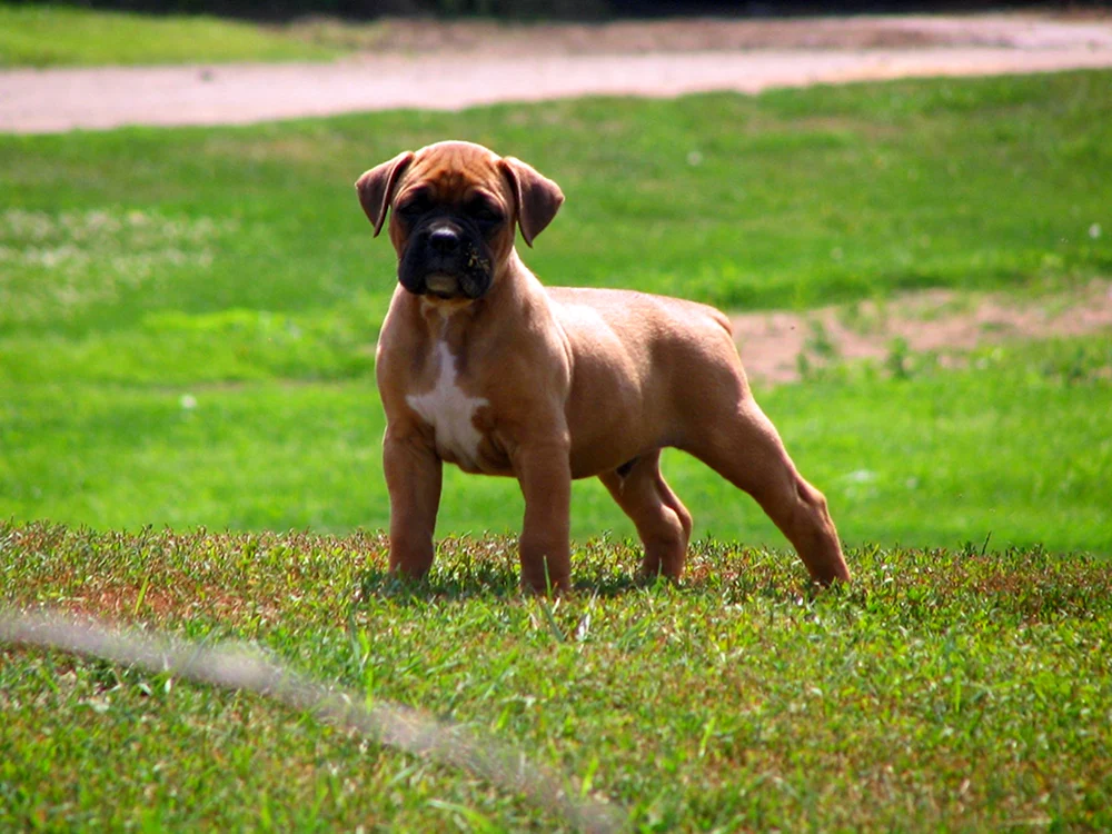 Boxer Hund Rasse