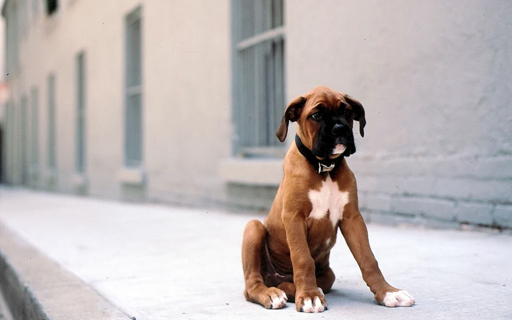 Boxerhund