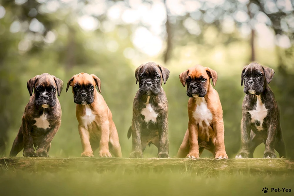 Boxerhund
