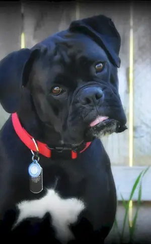 Boxer schwarz