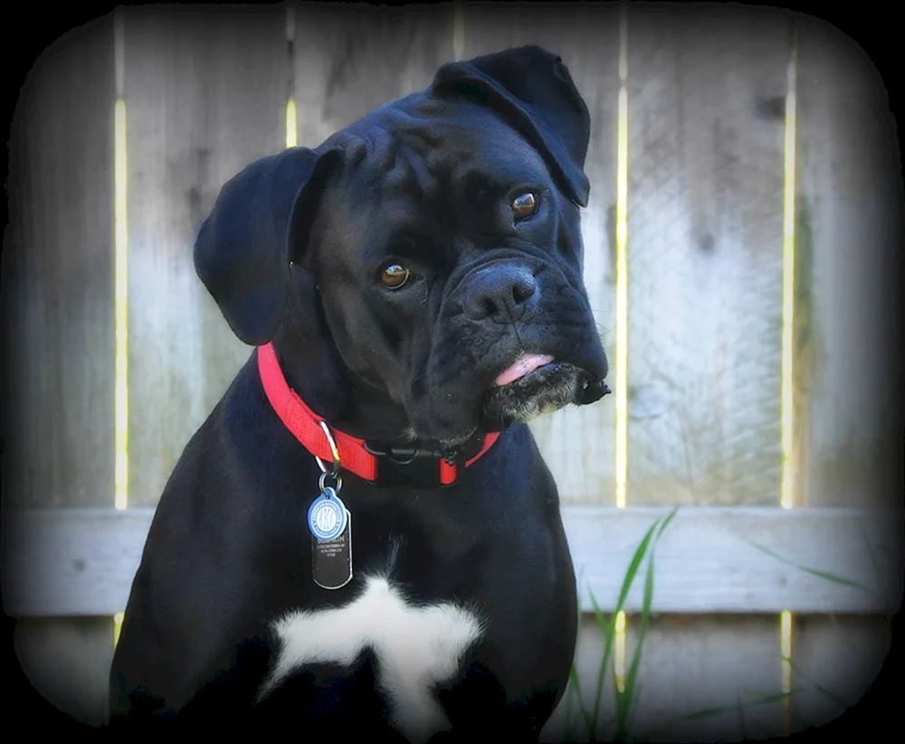 Boxer schwarz