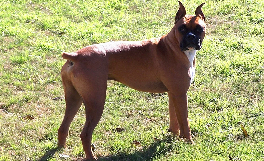 Boxerrasse mit kupierten Ohren