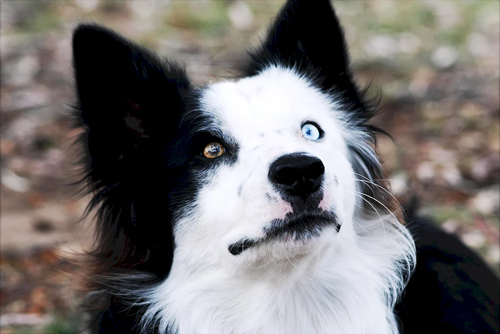 Husky Hunderasse