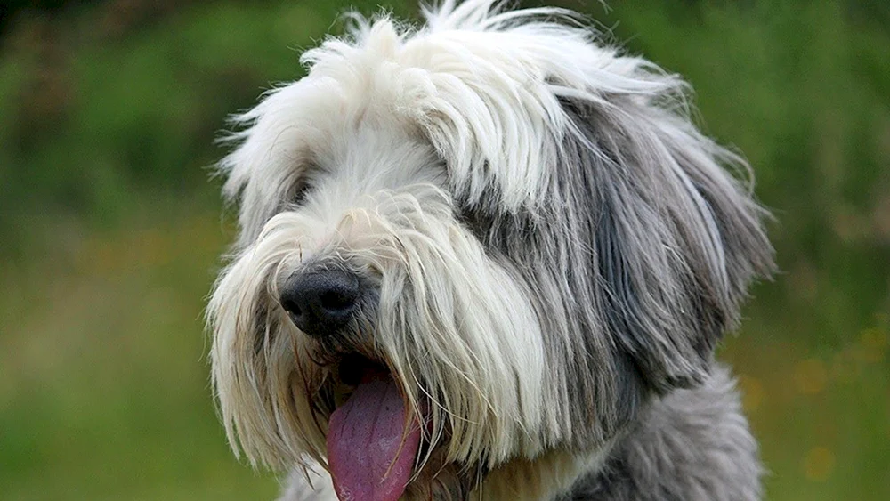 Schnauzer Terrier
