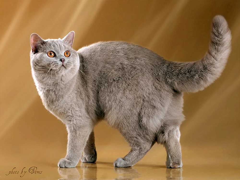 Tabby getigerte Katze gehend auf zwei Pfoten