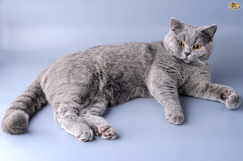 Britisch Kurzhaar Katze