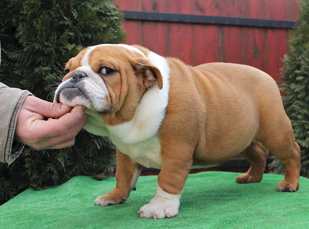Bulldoggenrasse