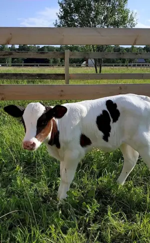 Holstein Bullen