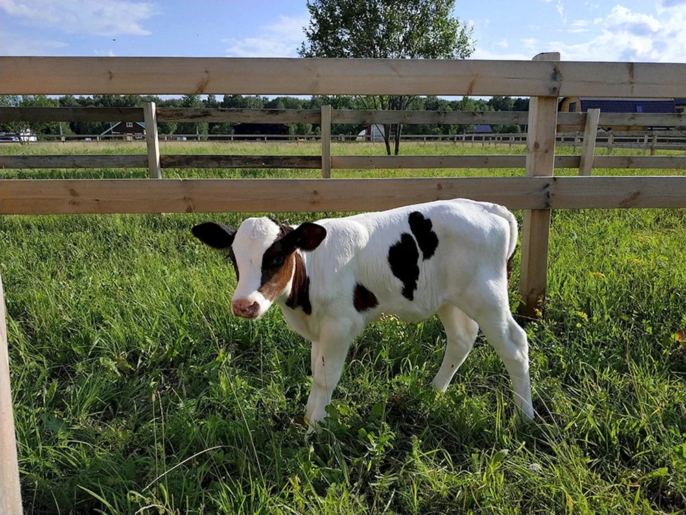 Holstein Bullen