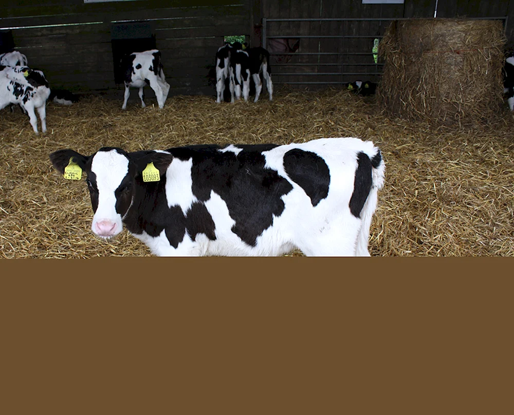 Holstein Rinderrasse