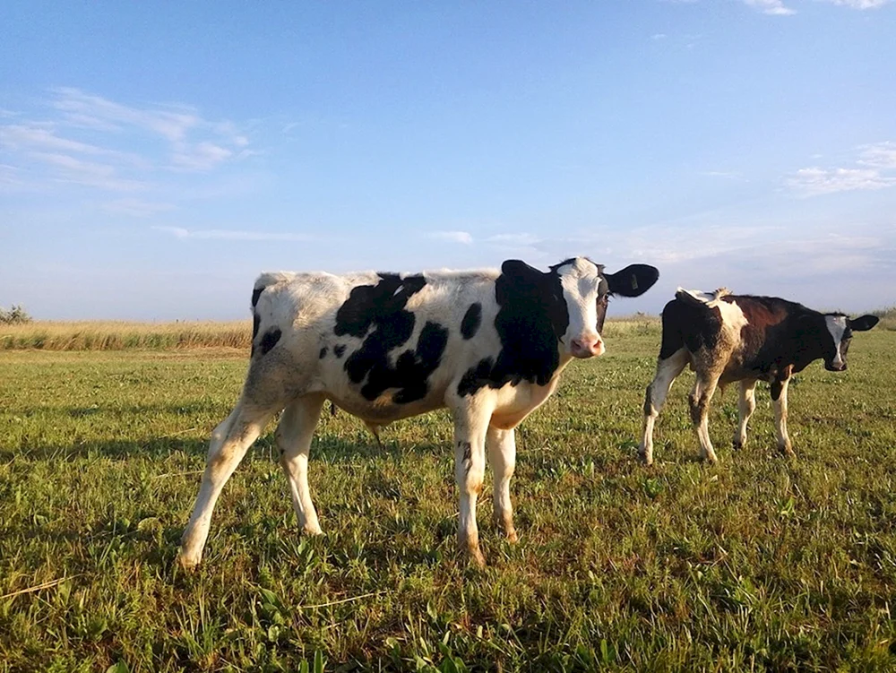 Holstein Rinderrasse Holstein