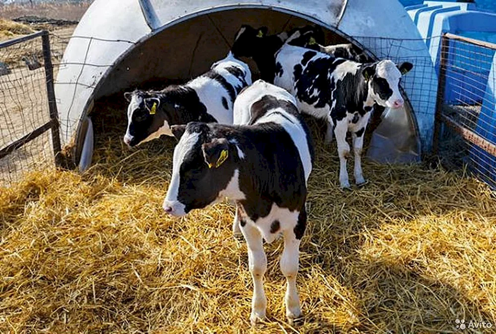 Zucht der Holstein-Bullen