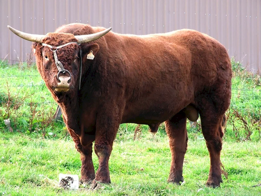 Ayrshire-Rasse der Bullen
