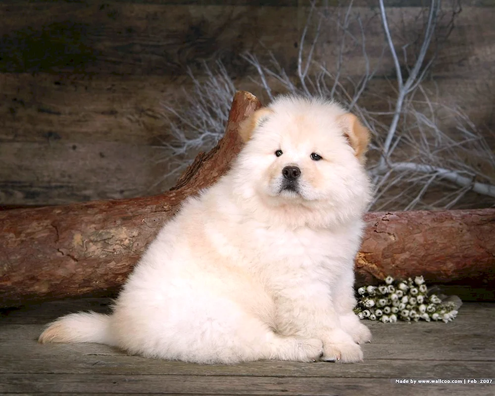 Mini Chow-. Chow