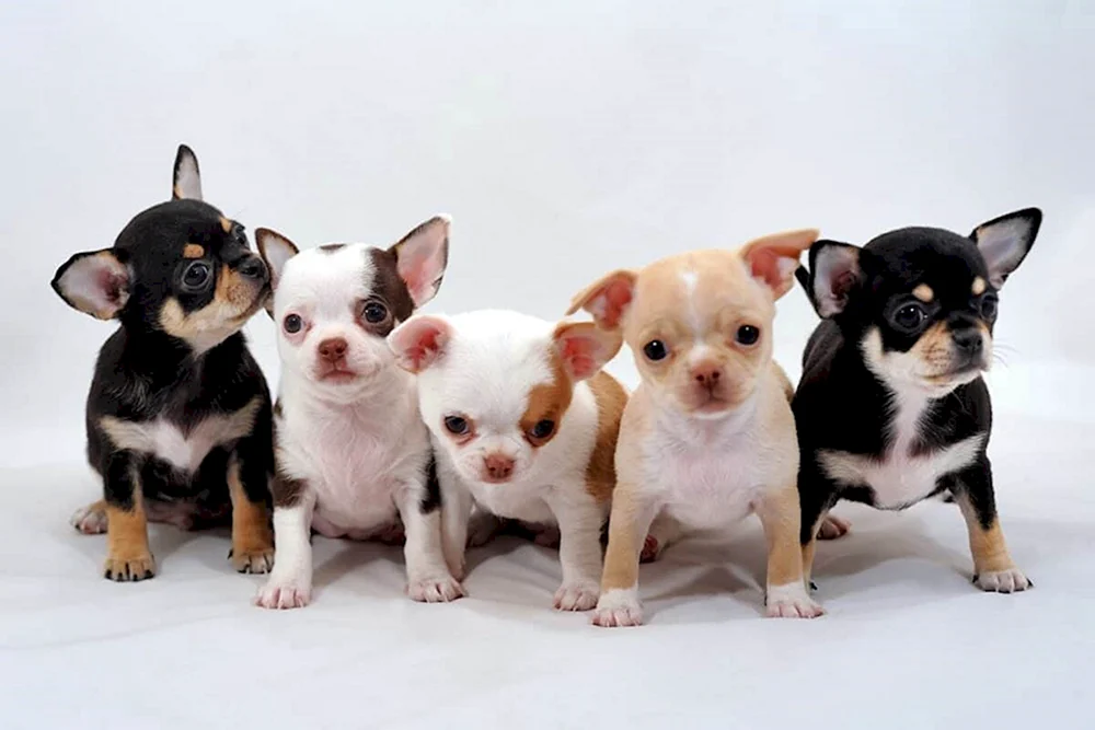 Chihuahua chihuahua rasse