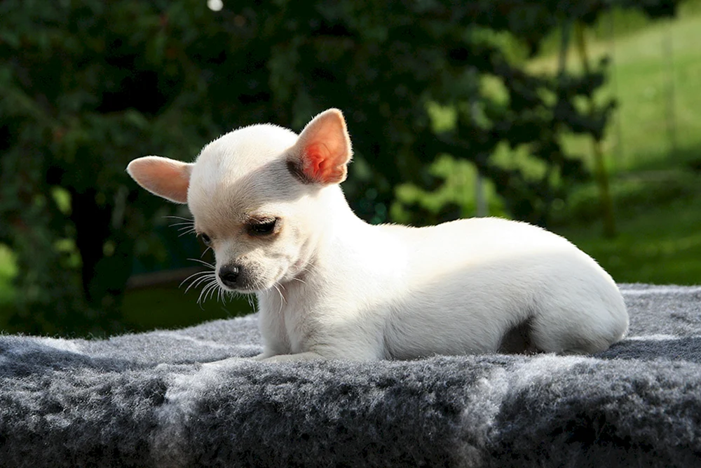 Chihuahua Hunderasse