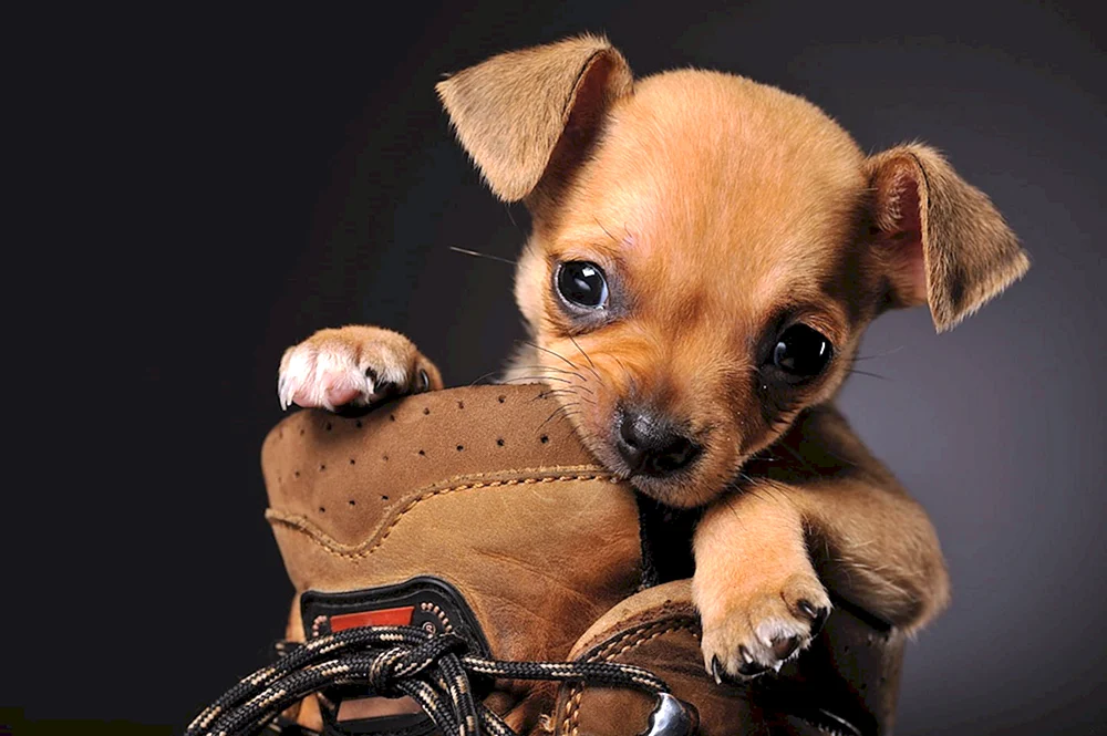 Zwerg Chihuahua