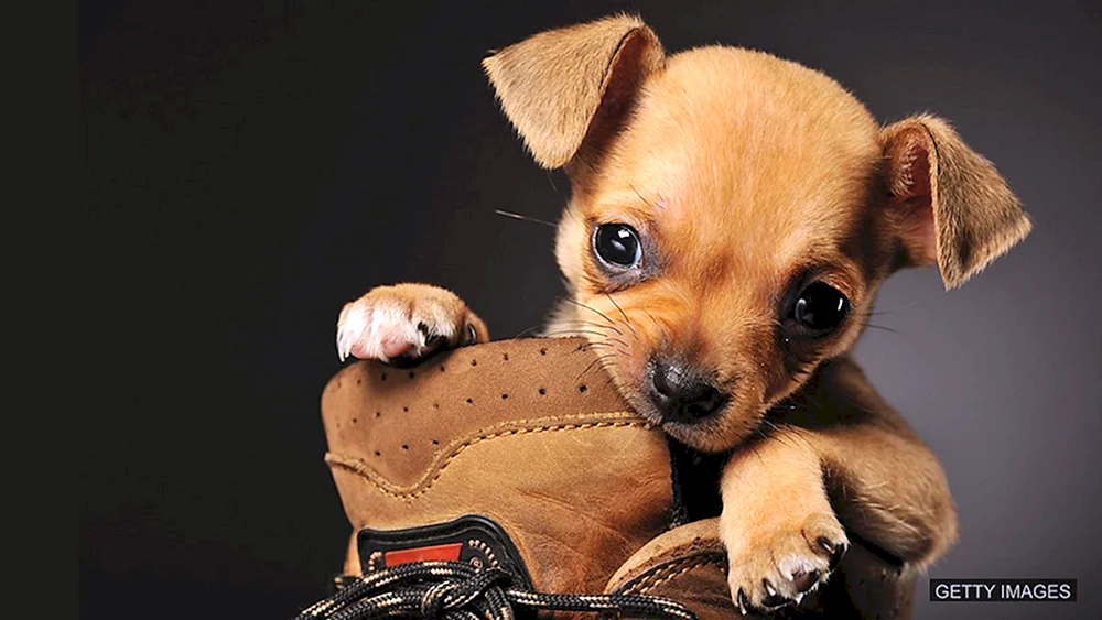 Chihuahua Rasse