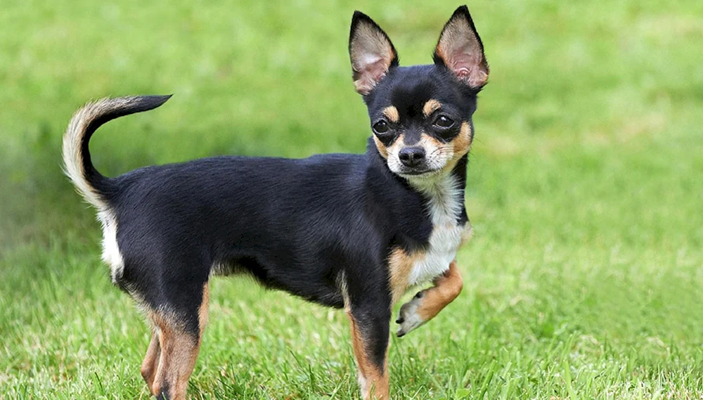 Yorkshire Terrier