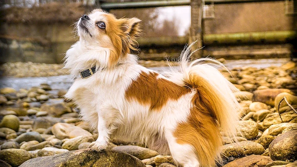 Chihuahua Standard langhaarig