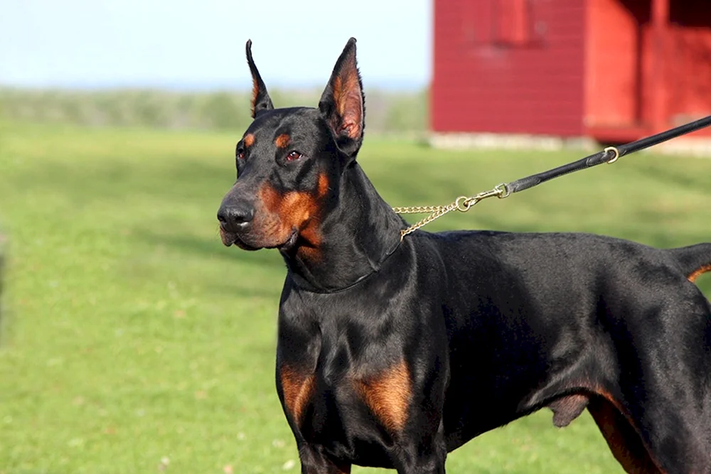 Dobermann Pinscher