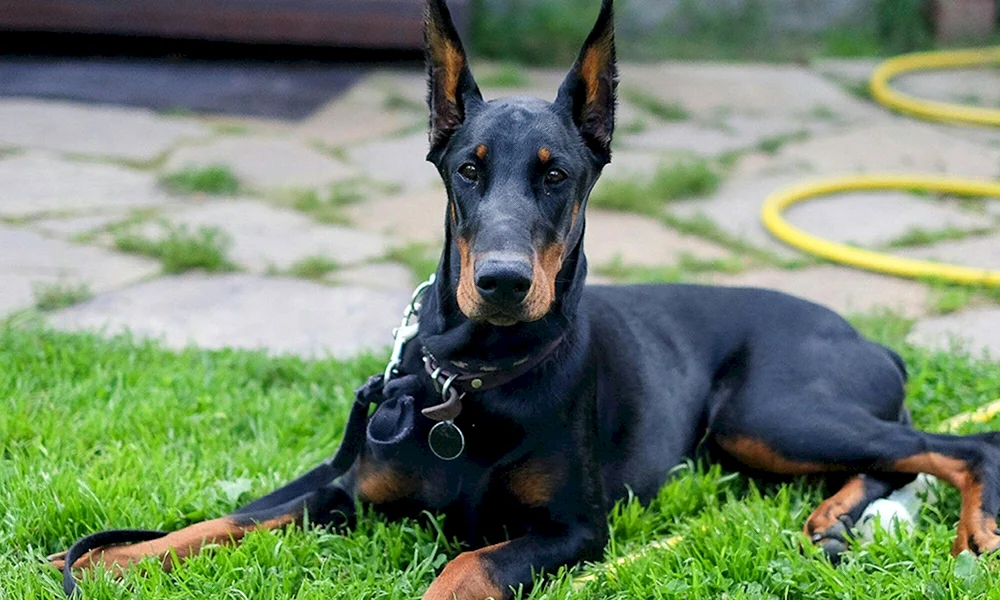 Dobermann Hunderassen