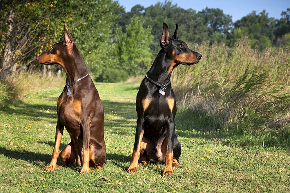 Dobermann Hund