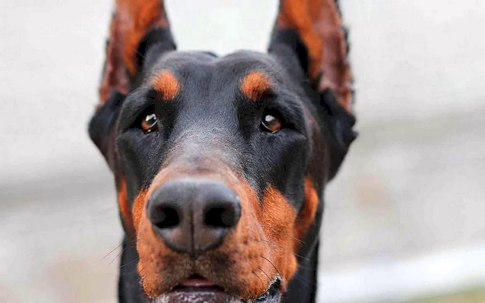 Dobermann Hund