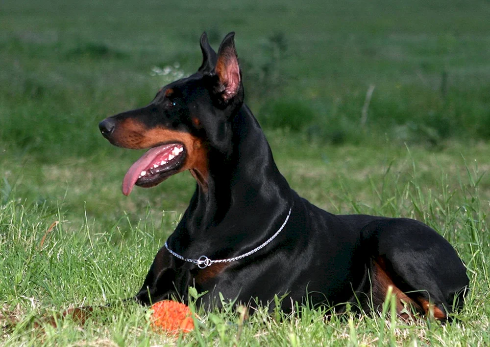 Dobermannhund