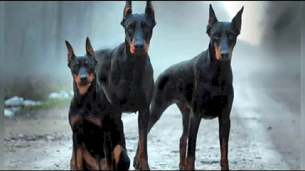 Dobermannpinscher