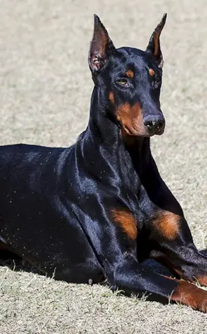 Dobermann Pinscher