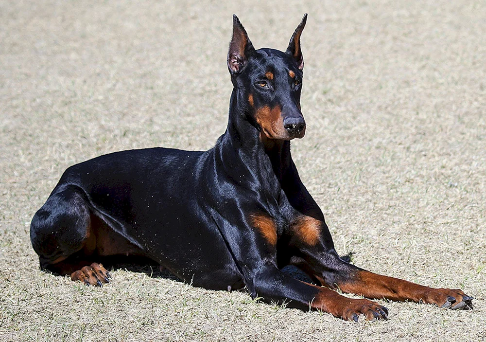 Dobermann Pinscher