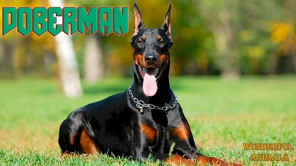 Dobermann Hunderassen