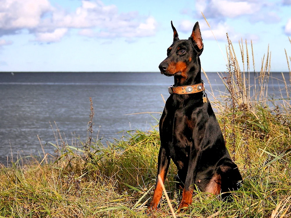 Dobermann Hunderasse. Pinscher